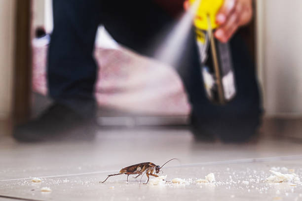 Best Residential Pest Control  in Belmond, IA