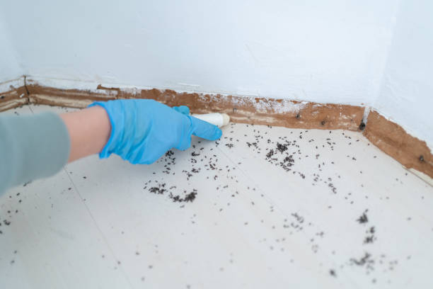 Best Best Pest Control Companies  in Belmond, IA