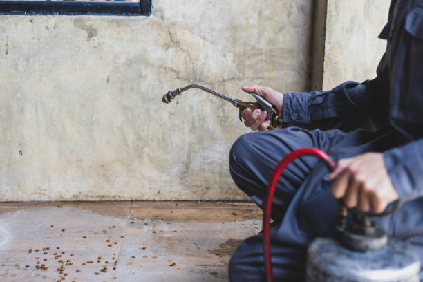 Best Local Pest Control Services  in Belmond, IA