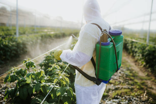 Best Mosquito Control Services  in Belmond, IA